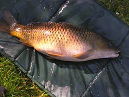 Image result for Cyprinus carpio