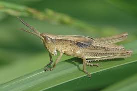 Attēlu rezultāti vaicājumam “Chrysochraon dispar”