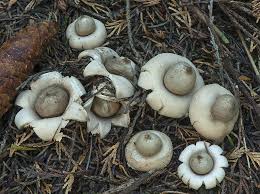 Attēlu rezultāti vaicājumam “Geastrum fimbriatum”