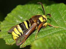 Attēlu rezultāti vaicājumam “Sesia apiformis”