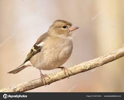 Attēlu rezultāti vaicājumam “Fringilla coelebs female”