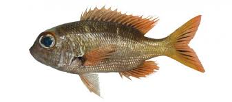 Image result for Monotaxis grandoculis