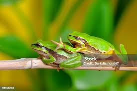 Attēlu rezultāti vaicājumam “Hyla arborea”