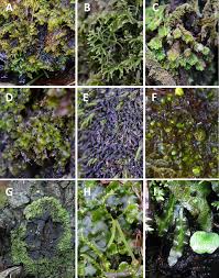 Attēlu rezultāti vaicājumam “Tritomaria exsecta”