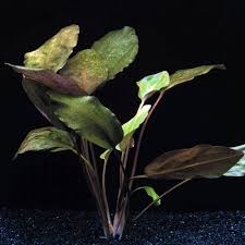 Attēlu rezultāti vaicājumam “Cryptocala chardinyi”