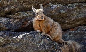 Image result for viscacha