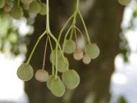 Attēlu rezultāti vaicājumam “Tilia platyphyllos Laciniata fruit”