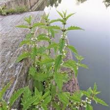 Attēlu rezultāti vaicājumam “Lycopus europaeus”