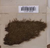 Attēlu rezultāti vaicājumam “Dicranodontium denudatum”