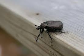 Attēlu rezultāti vaicājumam “Megatoma undata”