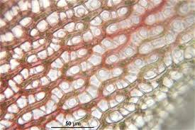 Attēlu rezultāti vaicājumam “Sphagnum russowii”