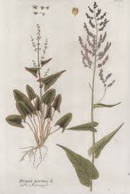 Image result for Sauerampfer