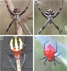 Attēlu rezultāti vaicājumam “Araneidae”