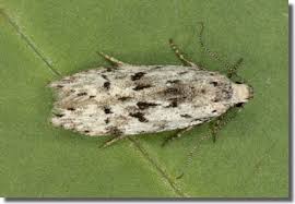 Attēlu rezultāti vaicājumam “Carpatolechia proximella”