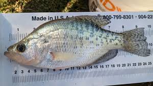 Image result for Pomoxis annularis