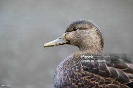 Image result for Anas rubripes