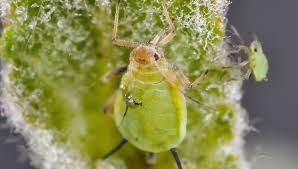 Attēlu rezultāti vaicājumam “Sternorrhyncha”