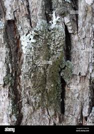 Attēlu rezultāti vaicājumam “Physconia enteroxantha”