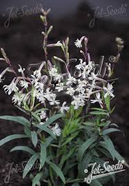 Attēlu rezultāti vaicājumam “Silene tatarica leaf”