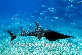 Image result for Rhynchobatus djiddensis