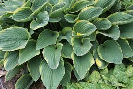 Image result for Hosta fortunei albomarginata