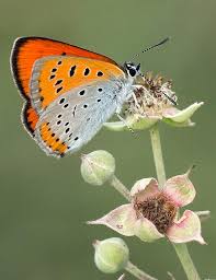 Attēlu rezultāti vaicājumam “Lycaena dispar male”