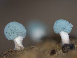 Attēlu rezultāti vaicājumam “Penicillium vulpinum”