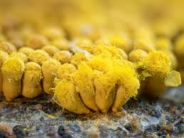 Attēlu rezultāti vaicājumam “Oligonema favogineum spores”