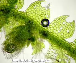 Attēlu rezultāti vaicājumam “Cephalozia connivens”