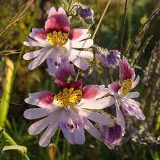 Image result for Schizanthus