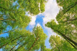 Attēlu rezultāti vaicājumam “Dicranodontium denudatum”