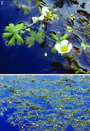 Attēlu rezultāti vaicājumam “Batrachium circinatum”