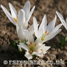 Attēlu rezultāti vaicājumam “Colchicum szovitsii subsp. szovitsii flower”