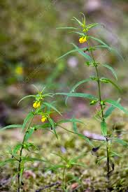 Attēlu rezultāti vaicājumam “Melampyrum sylvaticum”