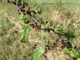 Attēlu rezultāti vaicājumam “Chenopodium polyspermum”