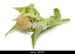 Attēlu rezultāti vaicājumam “Cirsium oleraceum leaf”