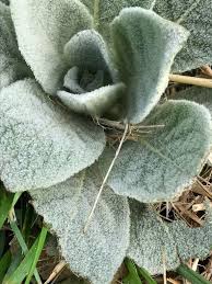 Attēlu rezultāti vaicājumam “Verbascum thapsus leaf”