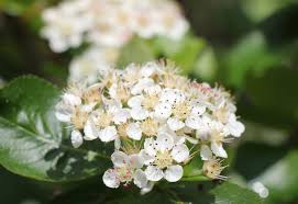 Attēlu rezultāti vaicājumam “Aronia melanocarpa flower”