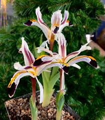 Attēlu rezultāti vaicājumam “Iris rosenbachiana flower”