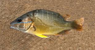 Image result for Lutjanus jocu