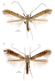 Attēlu rezultāti vaicājumam “Gracillariidae”