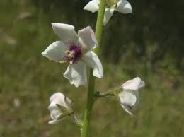 Attēlu rezultāti vaicājumam “Verbascum blattaria leaf”