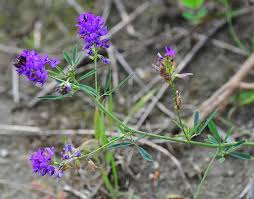 Attēlu rezultāti vaicājumam “Medicago”