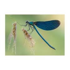 Attēlu rezultāti vaicājumam “Calopteryx virgo”