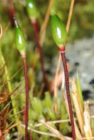 Attēlu rezultāti vaicājumam “Buxbaumia aphylla sporophyte”