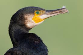 Attēlu rezultāti vaicājumam “Phalacrocorax carbo adult”