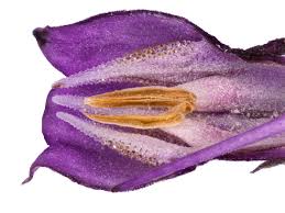 Attēlu rezultāti vaicājumam “Symphytum officinale flower”