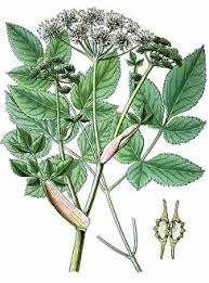 Image result for Angelica silvestris