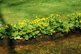 Attēlu rezultāti vaicājumam “Caltha palustris”