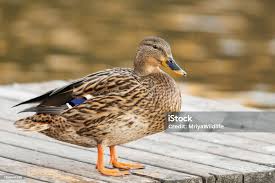 Attēlu rezultāti vaicājumam “Anas platyrhynchos”